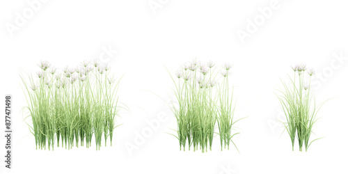 Butomus umbellatus plants isolated on white  background