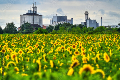 Sonnenblumenfeld vor Industrieanlage photo