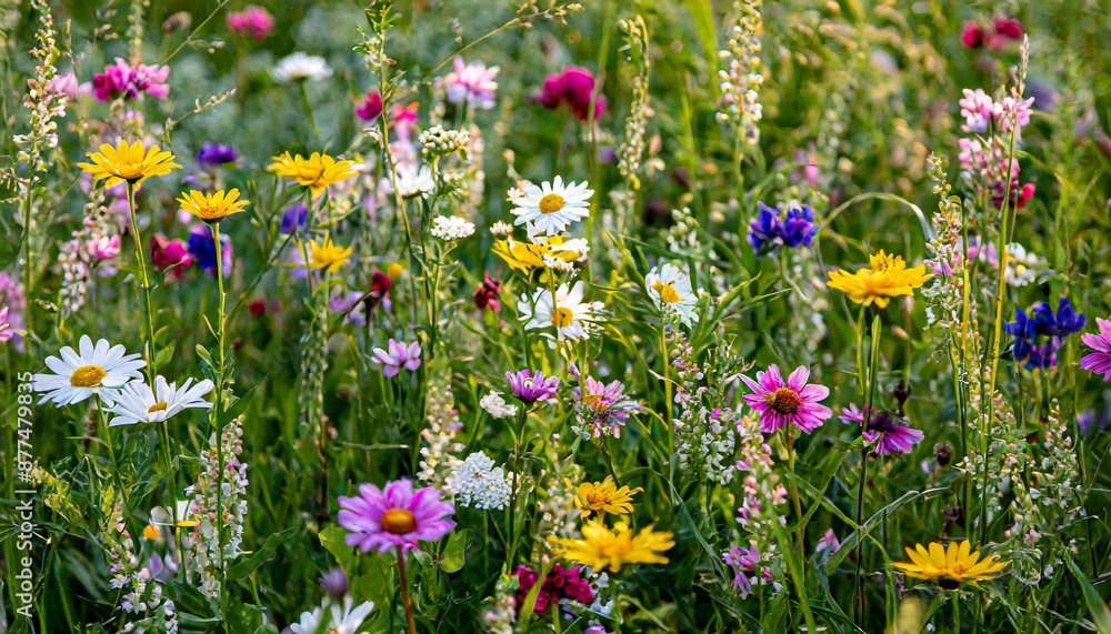 Multi-colored beautiful wildflowers bloom on a green meadow. Warm summer evening. Multi-colored beautiful wildflowers bloom on a green meadow. Warm summer evening.