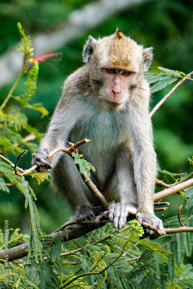 Macaca fascicularis (Monyet kra, kera ekor panjang, monyet ekor panjang, long-tailed macaque, monyet pemakan kepiting, crab-eating monkey) on the tree. Macaca fascicularis (Monyet kra, kera ekor panjang, monyet ekor panjang, long-tailed macaque, monyet pemakan kepiting, crab-eating monkey) on the tree.