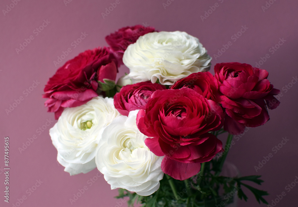 A beautiful bouquet of red and white ranunculus in full bloom. A beautiful bouquet of red and white ranunculus in full bloom.