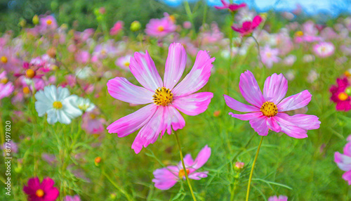 pink cosmos flowers