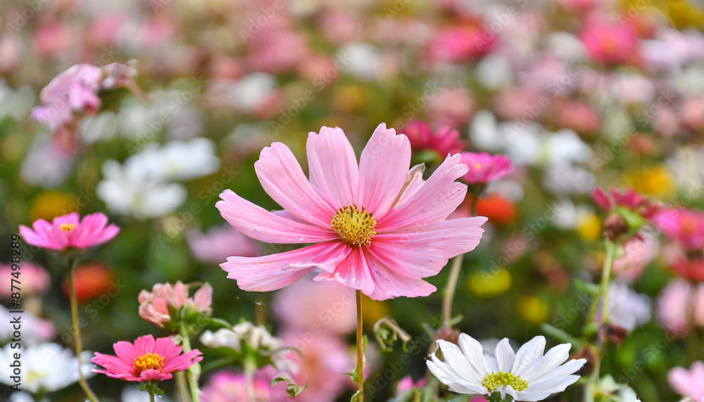 Flower among other flowers in a decorative display Flower among other flowers in a decorative display