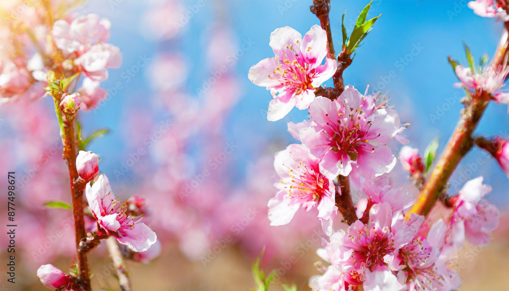 Garden peach flowers. Peach tree with pink flowers on a spring day. The concept of gardening, agriculture. Garden peach flowers. Peach tree with pink flowers on a spring day. The concept of gardening, agriculture.