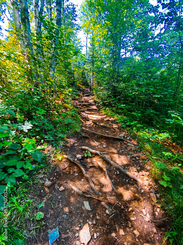 path in the forest