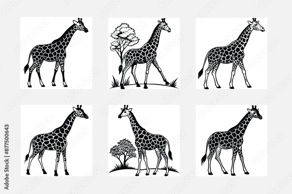 Obraz premium set of giraffe