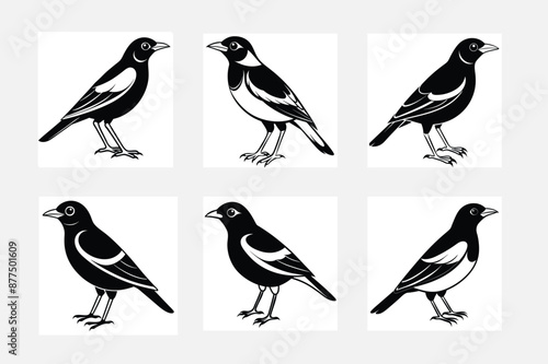 collection of myna birds