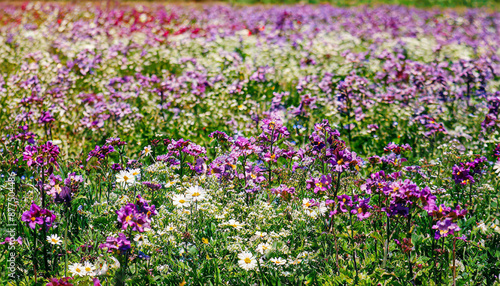 Vintage landscape nature background of beautiful cosmos flower field on sky with sunlight in spring. vintage color tone filter effect © netsay