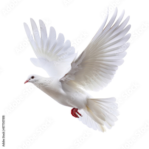 White dove isolated on transparent background