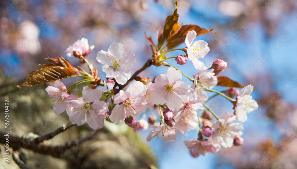 Spring banner, branches of blossoming cherry against background of blue sky and butterflies on nature outdoors. Pink sakura flowers, dreamy romantic image spring, landscape panorama, copy space. Spring banner, branches of blossoming cherry against background of blue sky and butterflies on nature outdoors. Pink sakura flowers, dreamy romantic image spring, landscape panorama, copy space.