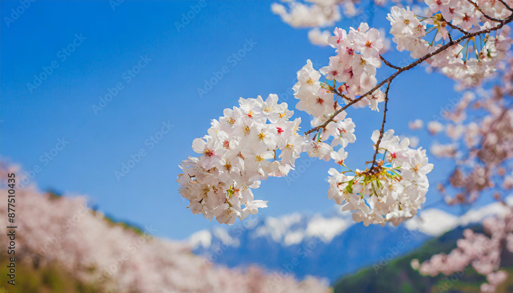 Spring banner, branches of blossoming cherry against background of blue sky and butterflies on nature outdoors. Pink sakura flowers, dreamy romantic image spring, landscape panorama, copy space. Spring banner, branches of blossoming cherry against background of blue sky and butterflies on nature outdoors. Pink sakura flowers, dreamy romantic image spring, landscape panorama, copy space.