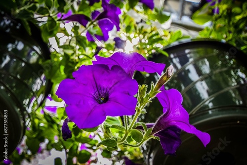 flowers in a garden
