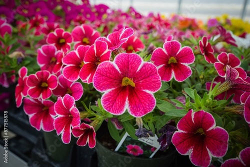 pink flowers in a garden