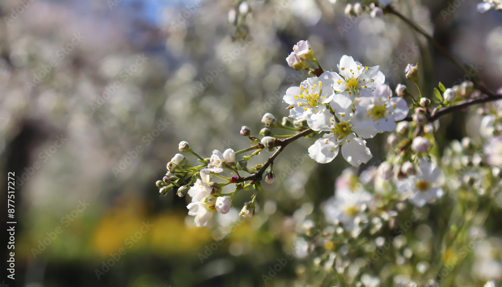 Beautiful cherry tree with tender flowers. Amazing spring blossom Beautiful cherry tree with tender flowers. Amazing spring blossom