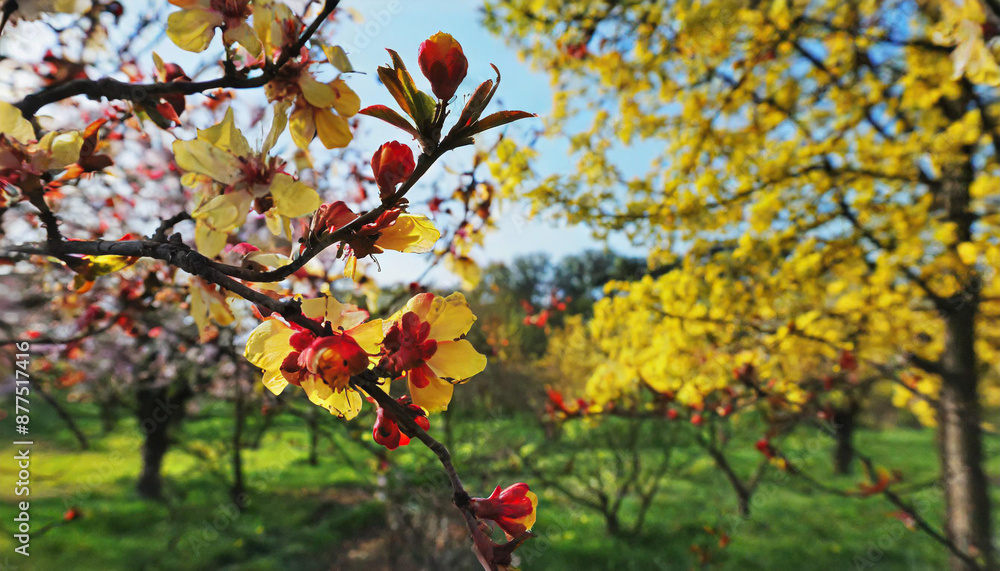 Naklejka premium Beautiful cherry tree with tender flowers. Amazing spring blossom