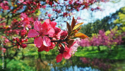 Beautiful cherry tree with tender flowers. Amazing spring blossom