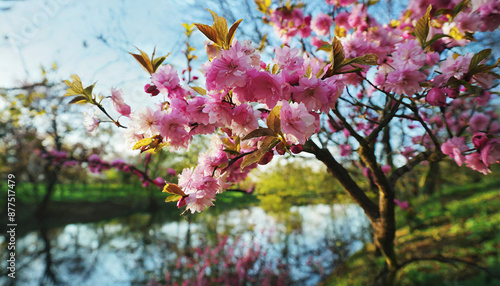 Wallpaper Mural Beautiful cherry tree with tender flowers. Amazing spring blossom Torontodigital.ca