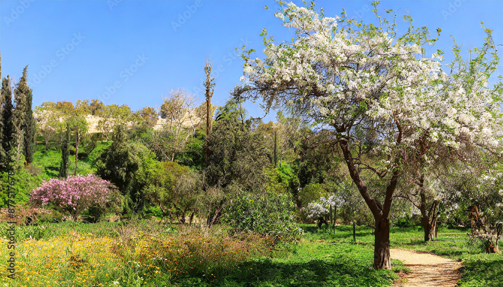 Beautiful cherry tree with tender flowers. Amazing spring blossom Beautiful cherry tree with tender flowers. Amazing spring blossom