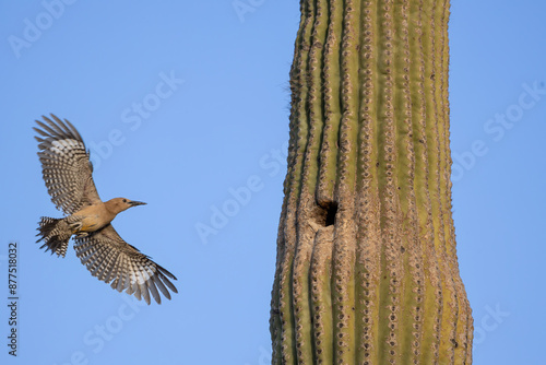A gila woodpecker flying and landing on a saguaro cacti