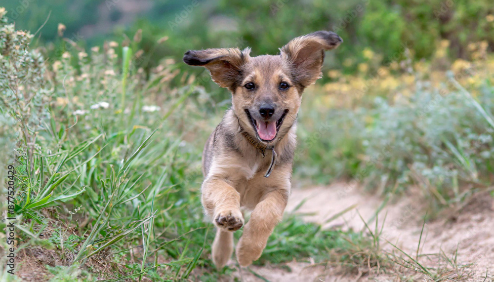 Spring, summer concept, playful happy pet dog puppy running in the grass and listening with funny ears Spring, summer concept, playful happy pet dog puppy running in the grass and listening with funny ears
