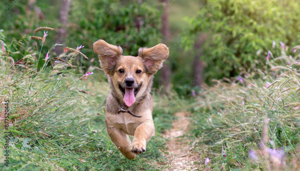 Spring, summer concept, playful happy pet dog puppy running in the grass and listening with funny ears Spring, summer concept, playful happy pet dog puppy running in the grass and listening with funny ears