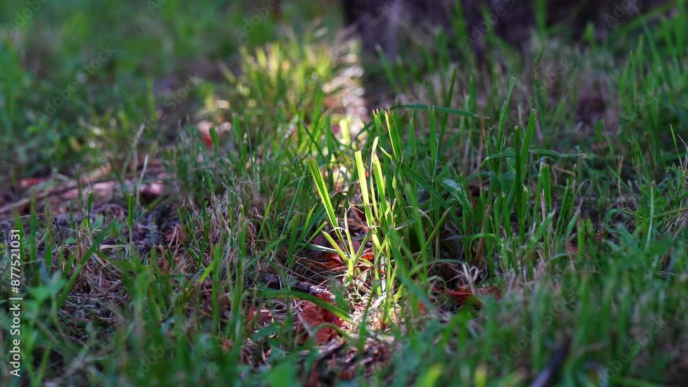 Sun rays piercing through the grass of an old lawn Sun rays piercing through the grass of an old lawn