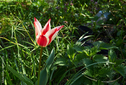 pinocchio tulip 