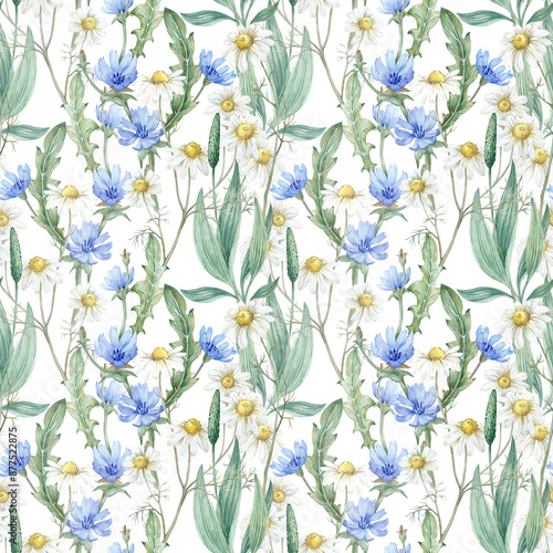 Wild field herbs watercolor seamless pattern. Background with chamomile flowers, chicory plantain © Anastasiia