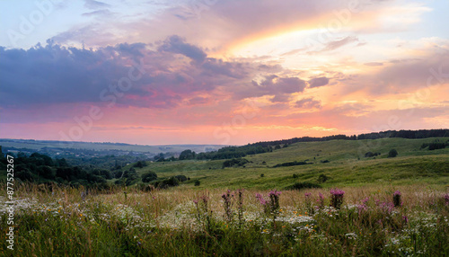 sunset pink flower colorful violet beautiful blooming background meadow nature field.