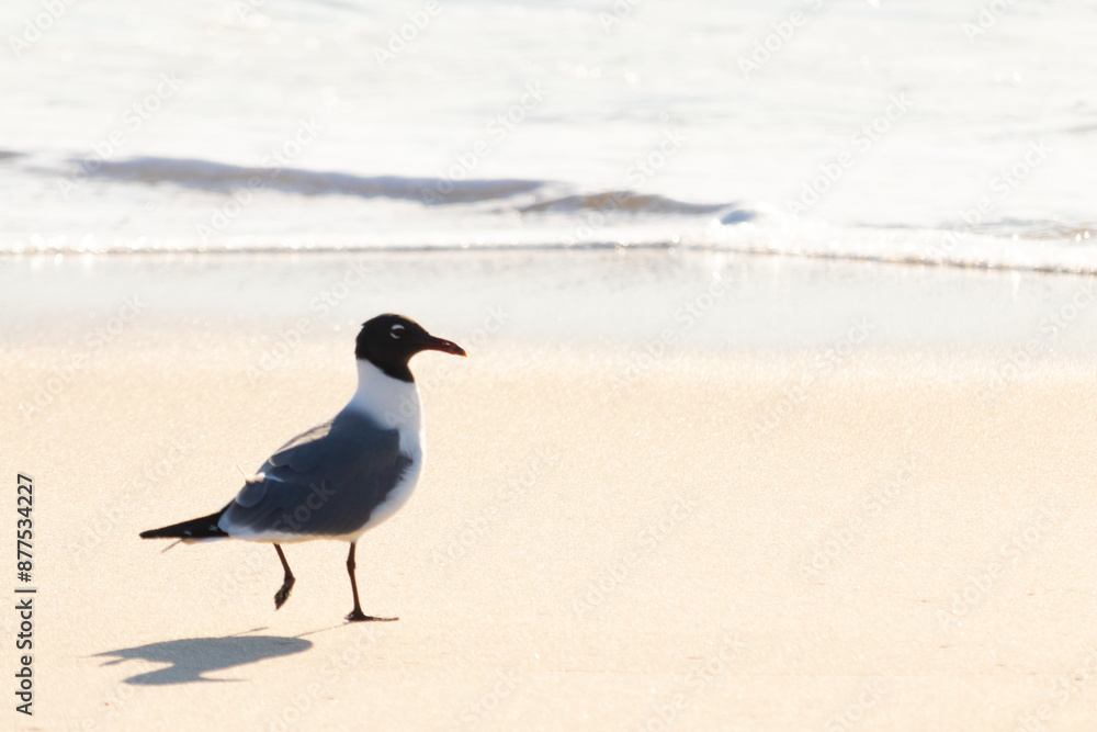This little seagull is standing on the beach here. Waves up the ocean lapping up on the sand. The shorebird has a black head with a grey and white body. This avian is looking for food. This little seagull is standing on the beach here. Waves up the ocean lapping up on the sand. The shorebird has a black head with a grey and white body. This avian is looking for food.