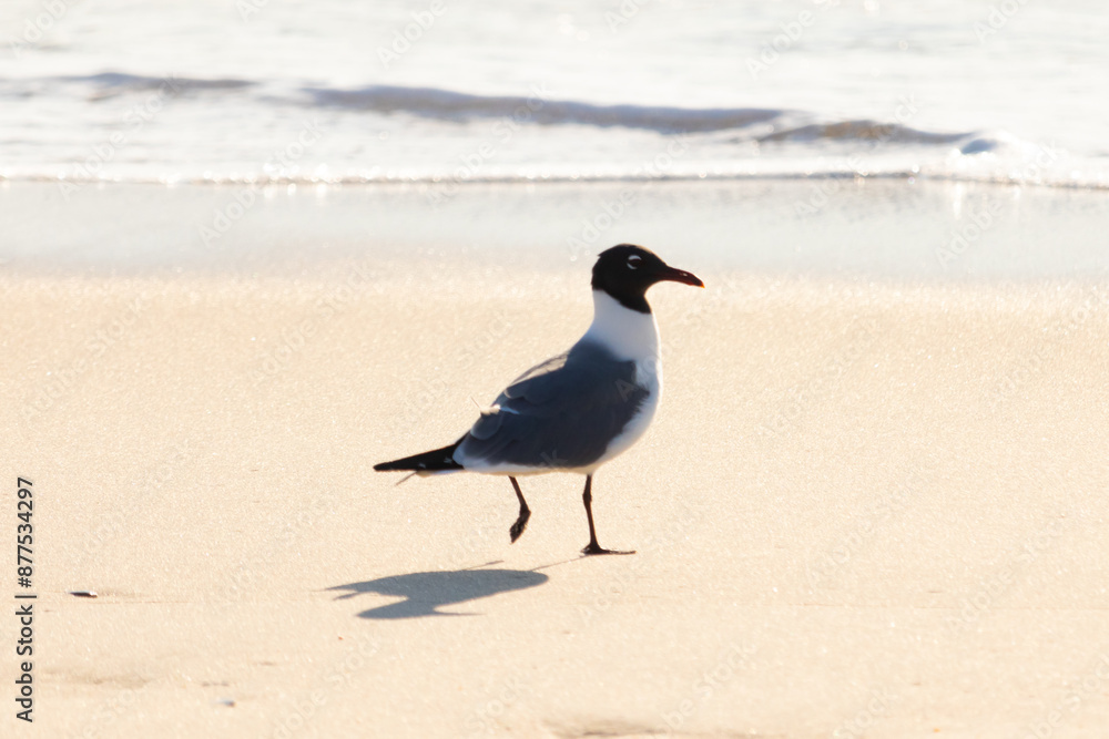 This little seagull is standing on the beach here. Waves up the ocean lapping up on the sand. The shorebird has a black head with a grey and white body. This avian is looking for food. This little seagull is standing on the beach here. Waves up the ocean lapping up on the sand. The shorebird has a black head with a grey and white body. This avian is looking for food.