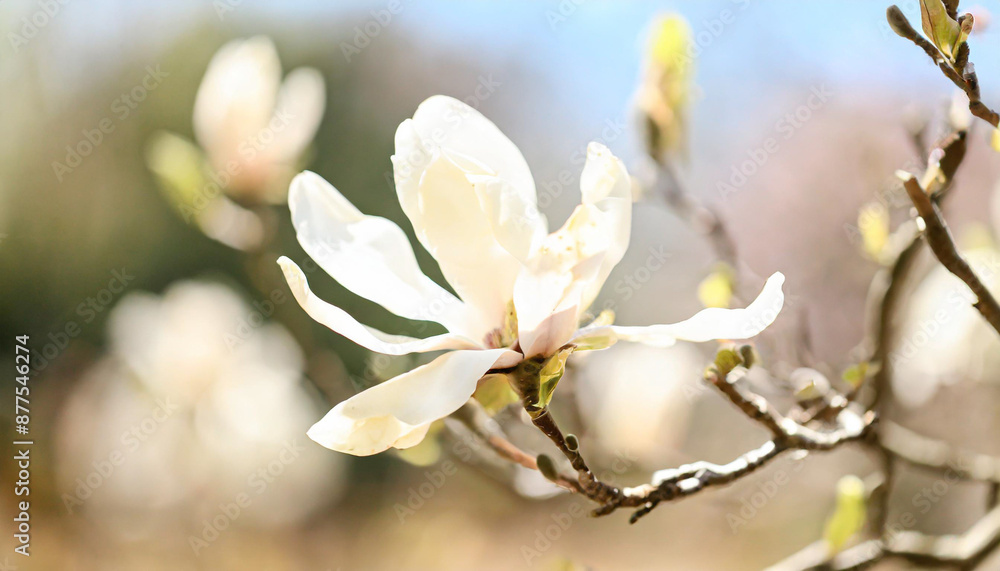 White Star Magnolia Stellata Blossoms in Early Spring Against a Sunny Blue Sky White Star Magnolia Stellata Blossoms in Early Spring Against a Sunny Blue Sky