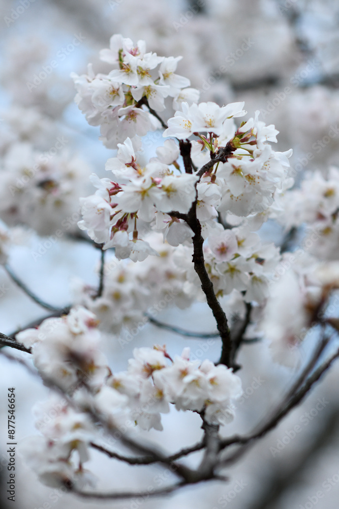 cherry tree blossom