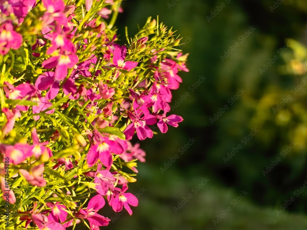 Lobelia in the garden Lobelia in the garden