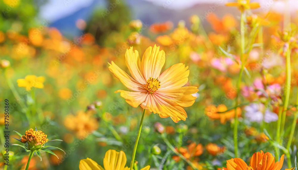 Closeup of yellow Cosmos flower on blurred green background under sunlight with copy space using as background natural flora landscape, ecology cover page concept Closeup of yellow Cosmos flower on blurred green background under sunlight with copy space using as background natural flora landscape, ecology cover page concept