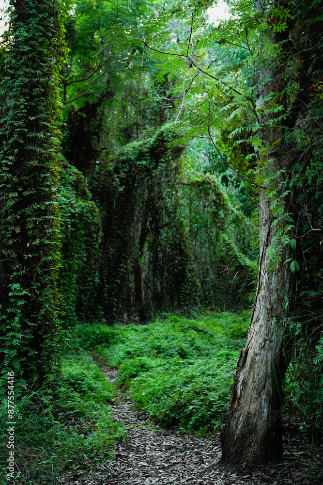 Obraz premium Detail of the path in swamp forest wetlands, Green Sword Ferns climbing on trees, Rayong Province Botanic Garden ,famous attractions landmark in Thailand.Vertical.