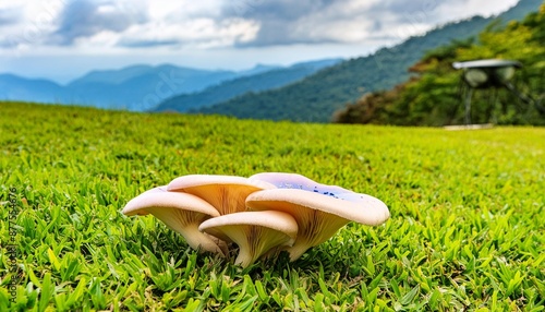 Magic psychoactive hallucinogenic mushrooms panaeolus cyanescens Jamaica photo