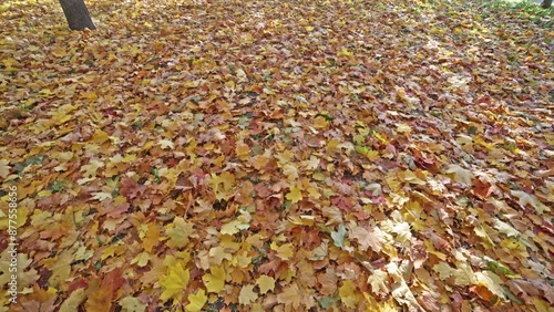 bright yellow maple foliage. fine autumn video background