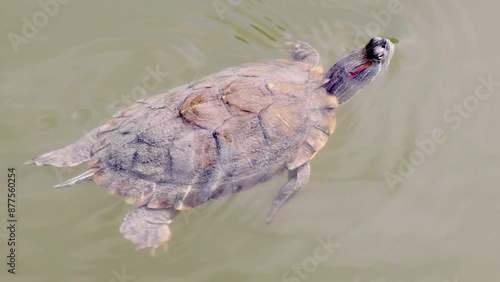 video with turtle in water. Turtle swimming slow motion