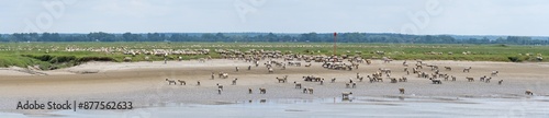 herd of sheep pasturing on the shore of the Somme river in St. Valerie sur Somme, France photo