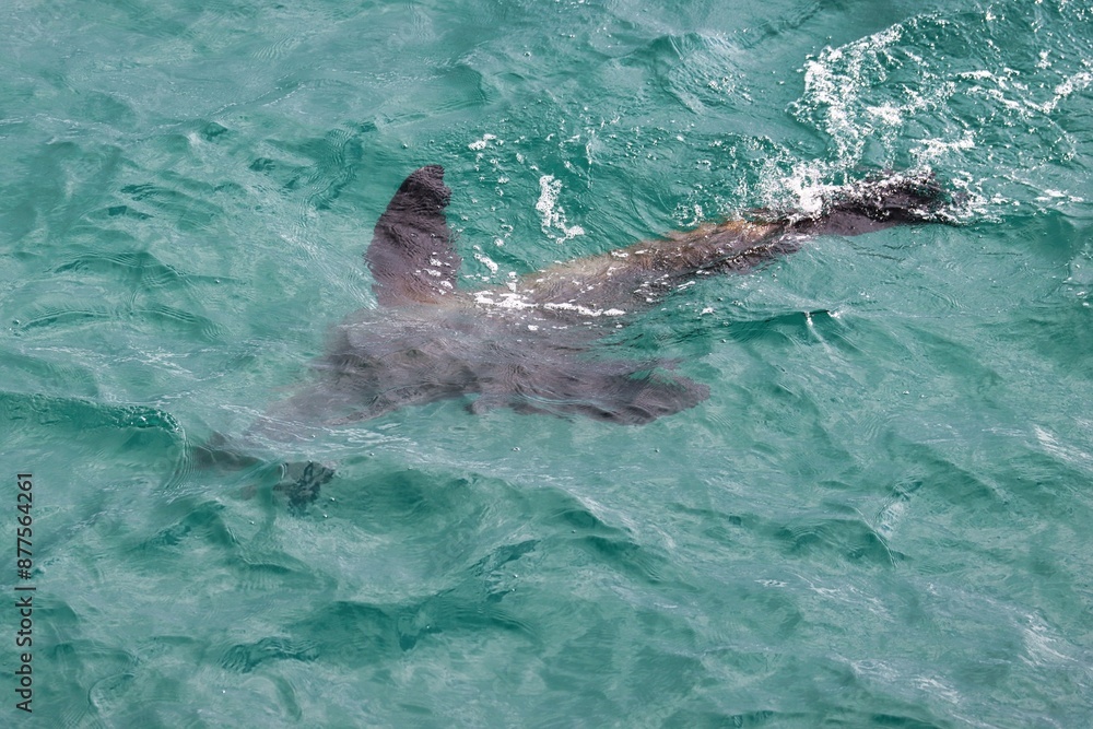 Obraz premium Yakutat Bay, Alaska
