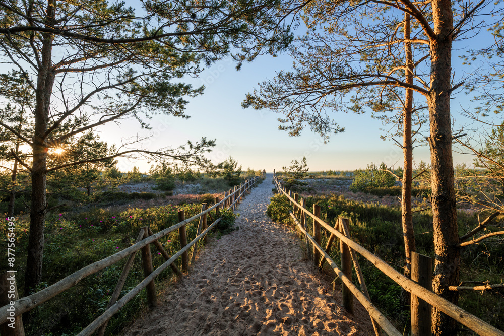 Beautiful entrance to the beach among pine trees and roses. Seaside vegetation. Wooden balustrades lead you to the sea on fine yellow sand. The sea in the distance. Slajszewo, Poland. Baltic Sea