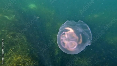 Underwater footage of Moon Jellyfish 'Aurelia aurita' the most common jellyfish in the UK photo