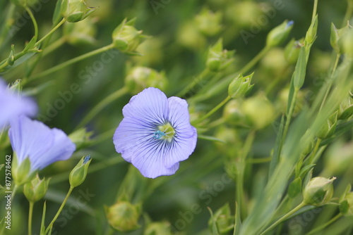 Sweden. Flax, also known as common flax or linseed, is a flowering plant, Linum usitatissimum, in the family Linaceae. 