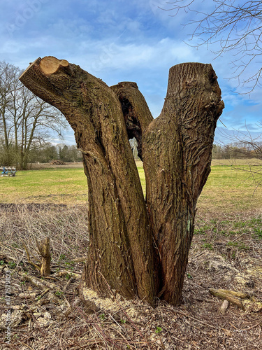 Canvas Print A medium shot of a large, freshly cut pollard willow trunk with a split base and textured bark, standing at the edge of a green field under a blue sky with soft clouds