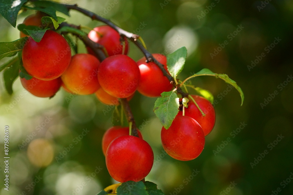 Close-up photography of a cherry plum branch with red fruits; Prunus cerasifera
Close-up photography of a cherry plum branch with red fruits; Prunus cerasifera