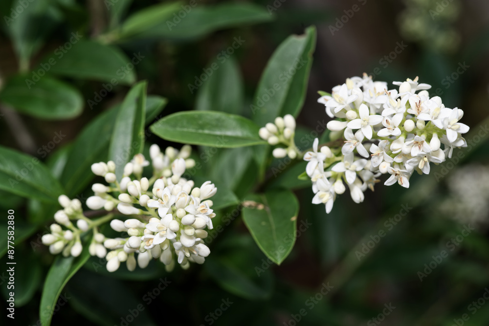 Detailed view of privet hedge in bloom Detailed view of privet hedge in bloom
