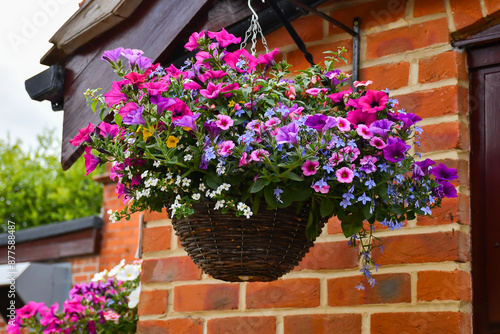 Wicker hanging basket filled with brightly colours spring flowers, a cheerful display on the house wall. photo