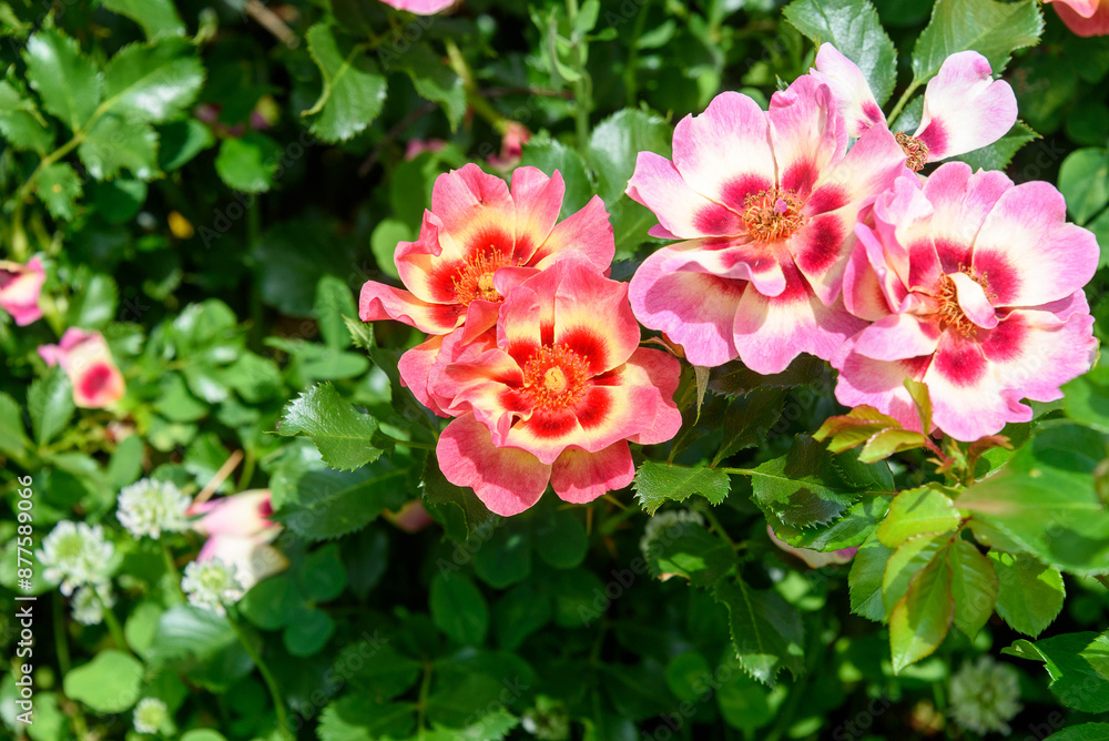 Close-up of bright pink blooming rose buds in the park. Close-up of bright pink blooming rose buds in the park.