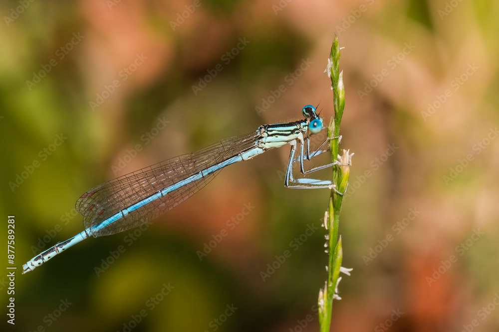 A Beautiful Blue Damselfly Is Resting on a Thin Plant Resembling Wheat in Mid-Summer A Beautiful Blue Damselfly Is Resting on a Thin Plant Resembling Wheat in Mid-Summer